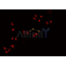 Western blot analysis of extracts from rat heart, using ZNF174 Antibody. Lane 1 was treated with the blocking peptide.