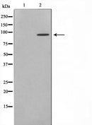 AF0636 staining MCF-7 cells by IF/ICC. The sample were fixed with PFA and permeabilized in 0.1% Triton X-100,then blocked in 10% serum for 45 minutes at 25¡ãC. The primary antibody was diluted at 1/200 and incubated with the sample for 1 hour at 37¡ãC. An Alexa Fluor 594 conjugated goat anti-rabbit IgG (H+L) antibody(Cat.