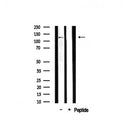 AF0571 staining Hela by IF/ICC. The sample were fixed with PFA and permeabilized in 0.1% Triton X-100,then blocked in 10% serum for 45 minutes at 25¡ãC. The primary antibody was diluted at 1/200 and incubated with the sample for 1 hour at 37¡ãC. An Alexa Fluor 594 conjugated goat anti-rabbit IgG (H+L) Ab, diluted at 1/600, was used as the secondary antibod
