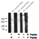 AF8084 at 1/200 staining Rat spleen tissue sections by IHC-P. The tissue was formaldehyde fixed and a heat mediated antigen retrieval step in citrate buffer was performed. The tissue was then blocked and incubated with the antibody for 1.5 hours at 22¡ãC. An HRP conjugated goat anti-rabbit antibody was used as the secondary