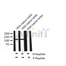 AF8091 at 1/200 staining Rat lung tissue sections by IHC-P. The tissue was formaldehyde fixed and a heat mediated antigen retrieval step in citrate buffer was performed. The tissue was then blocked and incubated with the antibody for 1.5 hours at 22¡ãC. An HRP conjugated goat anti-rabbit antibody was used as the secondary