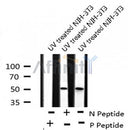 Western blot analysis of Presenilin 2 (Phospho-Ser330) using UV treated NIH-3T3 whole cell lysates