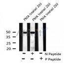 Western blot analysis of ATF-4 (Phospho-Ser224) using PMA treated 293 whole cell lysates