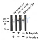 AF8193 staining NIH-3T3 by IF/ICC. The sample were fixed with PFA and permeabilized in 0.1% Triton X-100,then blocked in 10% serum for 45 minutes at 25¡ãC. The primary antibody was diluted at 1/200 and incubated with the sample for 1 hour at 37¡ãC. An Alexa Fluor 594 conjugated goat anti-rabbit IgG (H+L) Ab, diluted at 1/600, was used as the secondary antibod