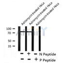 Phospho-GRB2 (Tyr614) Antibody