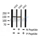 AF8213 staining HeLa by IF/ICC. The sample were fixed with PFA and permeabilized in 0.1% Triton X-100,then blocked in 10% serum for 45 minutes at 25¡ãC. The primary antibody was diluted at 1/200 and incubated with the sample for 1 hour at 37¡ãC. An Alexa Fluor 594 conjugated goat anti-rabbit IgG (H+L) Ab, diluted at 1/600, was used as the secondary antibod