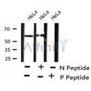Western blot analysis of extracts from 293, using BAG3 (Phospho-Tyr457) Antibody.