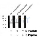 Western blot analysis Smad1/5/9 (Phospho-Ser463+Ser465) using EPO treated COS7 whole cell lysates