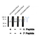 AF8315 staining NIH-3T3 by IF/ICC. The sample were fixed with PFA and permeabilized in 0.1% Triton X-100,then blocked in 10% serum for 45 minutes at 25¡ãC. The primary antibody was diluted at 1/200 and incubated with the sample for 1 hour at 37¡ãC. An Alexa Fluor 594 conjugated goat anti-rabbit IgG (H+L) Ab, diluted at 1/600, was used as the secondary antibod