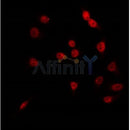 AF0442 staining RAW264.7 by IF/ICC. The sample were fixed with PFA and permeabilized in 0.1% Triton X-100,then blocked in 10% serum for 45 minutes at 25¡ãC. The primary antibody was diluted at 1/200 and incubated with the sample for 1 hour at 37¡ãC. An Alexa Fluor 594 conjugated goat anti-rabbit IgG (H+L) Ab, diluted at 1/600, was used as the secondary antibod