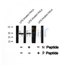 AF8341 staining HepG2 by IF/ICC. The sample were fixed with PFA and permeabilized in 0.1% Triton X-100,then blocked in 10% serum for 45 minutes at 25¡ãC. The primary antibody was diluted at 1/200 and incubated with the sample for 1 hour at 37¡ãC. An Alexa Fluor 594 conjugated goat anti-rabbit IgG (H+L) Ab, diluted at 1/600, was used as the secondary antibod