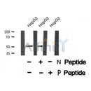 AF8371 staining HeLa cells by IF/ICC. The sample were fixed with PFA and permeabilized in 0.1% Triton X-100,then blocked in 10% serum for 45 minutes at 25¡ãC. The primary antibody was diluted at 1/200 and incubated with the sample for 1 hour at 37¡ãC. An Alexa Fluor 594 conjugated goat anti-rabbit IgG (H+L) antibody(Cat.