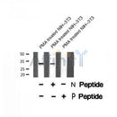 Western blot analysis of HNRPA0 (Phospho-Ser84) using PMA treated NIH-3T3 whole cell lysates