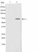AF0607 staining Hela by IF/ICC. The sample were fixed with PFA and permeabilized in 0.1% Triton X-100,then blocked in 10% serum for 45 minutes at 25¡ãC. The primary antibody was diluted at 1/200 and incubated with the sample for 1 hour at 37¡ãC. An Alexa Fluor 594 conjugated goat anti-rabbit IgG (H+L) Ab, diluted at 1/600, was used as the secondary antibod
