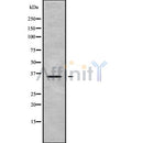 Western blot analysis OR2L13 using HepG2 whole cell lysates