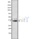 Western blot analysis OR5M1 using HepG2 whole cell lysates