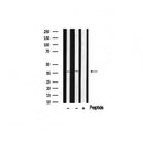 AF0631 staining HeLa by IF/ICC. The sample were fixed with PFA and permeabilized in 0.1% Triton X-100,then blocked in 10% serum for 45 minutes at 25¡ãC. The primary antibody was diluted at 1/200 and incubated with the sample for 1 hour at 37¡ãC. An  Alexa Fluor 594 conjugated goat anti-rabbit IgG (H+L) Ab, diluted at 1/600, was used as the secondary antibod