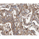 AF0588 at 1/100 staining human stomach tissue sections by IHC-P. The tissue was formaldehyde fixed and a heat mediated antigen retrieval step in citrate buffer was performed. The tissue was then blocked and incubated with the antibody for 1.5 hours at 22¡ãC. An HRP conjugated goat anti-rabbit antibody was used as the secondary