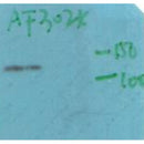 AF3024 staining A549 by IF/ICC. The sample were fixed with PFA and permeabilized in 0.1% Triton X-100,then blocked in 10% serum for 45 minutes at 25¡ãC. The primary antibody was diluted at 1/200 and incubated with the sample for 1 hour at 37¡ãC. An Alexa Fluor 594 conjugated goat anti-rabbit IgG (H+L) Ab, diluted at 1/600, was used as the secondary antibod