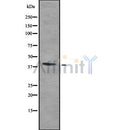 Western blot analysis of HOXA2 using HepG2 whole cell lysates