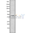 Western blot analysis of KR1_VZVD using mouse brain lysates