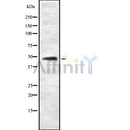 Western blot analysis of KR2_EBV using COS7 whole cell lysates