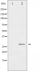 AF3081 staining HeLa by IF/ICC. The sample were fixed with PFA and permeabilized in 0.1% Triton X-100,then blocked in 10% serum for 45 minutes at 25¡ãC. The primary antibody was diluted at 1/200 and incubated with the sample for 1 hour at 37¡ãC. An Alexa Fluor 594 conjugated goat anti-rabbit IgG (H+L) Ab, diluted at 1/600, was used as the secondary antibod