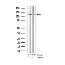 AF3084 staining HeLa by IF/ICC. The sample were fixed with PFA and permeabilized in 0.1% Triton X-100,then blocked in 10% serum for 45 minutes at 25¡ãC. The primary antibody was diluted at 1/200 and incubated with the sample for 1 hour at 37¡ãC. An Alexa Fluor 594 conjugated goat anti-rabbit IgG (H+L) Ab, diluted at 1/600, was used as the secondary antibod