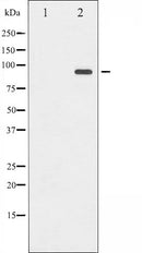 AF3088 staining HepG2 by IF/ICC. The sample were fixed with PFA and permeabilized in 0.1% Triton X-100,then blocked in 10% serum for 45 minutes at 25¡ãC. The primary antibody was diluted at 1/200 and incubated with the sample for 1 hour at 37¡ãC. An Alexa Fluor 594 conjugated goat anti-rabbit IgG (H+L) Ab, diluted at 1/600, was used as the secondary antibod
