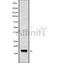 Western blot analysis of CST9L2 using COS7 whole cell lysates
