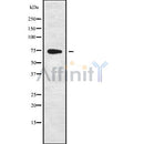 DF9427 at 1/100 staining Mouse kidney tissue by IHC-P. The sample was formaldehyde fixed and a heat mediated antigen retrieval step in citrate buffer was performed. The sample was then blocked and incubated with the antibody for 1.5 hours at 22¡ãC. An HRP conjugated goat anti-rabbit antibody was used as the secondary