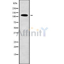 Western blot analysis of ASAP2 using LOVO whole cell lysates