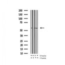 AF3114 staining 293 by IF/ICC. The sample were fixed with PFA and permeabilized in 0.1% Triton X-100,then blocked in 10% serum for 45 minutes at 25¡ãC. The primary antibody was diluted at 1/200 and incubated with the sample for 1 hour at 37¡ãC. An Alexa Fluor 594 conjugated goat anti-rabbit IgG (H+L) Ab, diluted at 1/600, was used as the secondary antibod