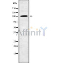 Western blot analysis of ETAA1 using RAW264.7 whole cell lysates