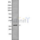 Western blot analysis FOLR3 using RAW264.7 whole cell lysates