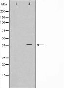 Western blot analysis on COS7 cell lysate using CD226/DNAM-1 Antibody.The lane on the left is treated with the antigen-specific peptide.