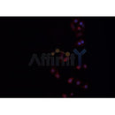 AF0087 staining hela? cells by IF/ICC. The sample were fixed with PFA and permeabilized in 0.1% Triton X-100,then blocked in 10% serum for 45 minutes at 25¡ãC. The primary antibody was diluted at 1/200 and incubated with the sample for 1 hour at 37¡ãC. An Alexa Fluor 594 conjugated goat anti-rabbit IgG (H+L) antibody(Cat.