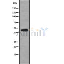 Western blot analysis GAPDHS using HeLa whole cell lysates