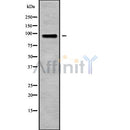 Western blot analysis of CSF3R using COS7 whole cell lysates