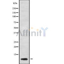 Western blot analysis GNG5 using HeLa whole cell lysates