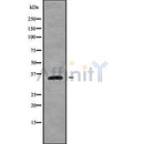 Western blot analysis of PLSCR1 using HuvEc whole cell lysates