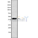 Western blot analysis of PBX4 using HT29 whole cell lysates