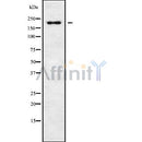 Western blot analysis of RGPD5 using A549 whole cell lysates