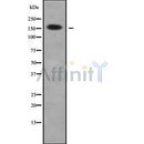 Western blot analysis of RHG23 using HeLa whole cell lysates