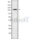 Western blot analysis of TBC1D2 using COLO205 whole cell lysates