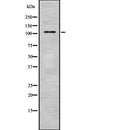 AF9032 staining 293 by IF/ICC. The sample were fixed with PFA and permeabilized in 0.1% Triton X-100,then blocked in 10% serum for 45 minutes at 25¡ãC. The primary antibody was diluted at 1/200 and incubated with the sample for 1 hour at 37¡ãC. An Alexa Fluor 594 conjugated goat anti-rabbit IgG (H+L) Ab, diluted at 1/600, was used as the secondary antibod