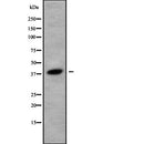 AF9143 staining 293 by IF/ICC. The sample were fixed with PFA and permeabilized in 0.1% Triton X-100,then blocked in 10% serum for 45 minutes at 25¡ãC. The primary antibody was diluted at 1/200 and incubated with the sample for 1 hour at 37¡ãC. An Alexa Fluor 594 conjugated goat anti-rabbit IgG (H+L) Ab, diluted at 1/600, was used as the secondary antibod