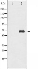 AF3185 staining K562 by IF/ICC. The sample were fixed with PFA and permeabilized in 0.1% Triton X-100,then blocked in 10% serum for 45 minutes at 25¡ãC. The primary antibody was diluted at 1/200 and incubated with the sample for 1 hour at 37¡ãC. An Alexa Fluor 594 conjugated goat anti-rabbit IgG (H+L) Ab, diluted at 1/600, was used as the secondary antibod