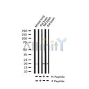 AF3194 staining Hela by IF/ICC. The sample were fixed with PFA and permeabilized in 0.1% Triton X-100,then blocked in 10% serum for 45 minutes at 25¡ãC. The primary antibody was diluted at 1/200 and incubated with the sample for 1 hour at 37¡ãC. An Alexa Fluor 594 conjugated goat anti-rabbit IgG (H+L) Ab, diluted at 1/600, was used as the secondary antibod