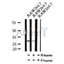 AF7033 at 1/100 staining mouse kidney tissue sections by IHC-P. The tissue was formaldehyde fixed and a heat mediated antigen retrieval step in citrate buffer was performed. The tissue was then blocked and incubated with the antibody for 1.5 hours at 22¡ãC. An HRP conjugated goat anti-rabbit antibody was used as the secondary